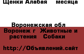 Щенки Алабая. 3 месяца. - Воронежская обл., Воронеж г. Животные и растения » Собаки   